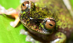 Une nouvelle espèce de grenouille découverte au Costa Rica, connue sous le nom de "grenouille des sources" (Isthmohyla nacientes), à San José, Costa Rica, le 6 août 2026 ( AFP / Ezequiel BECERRA )