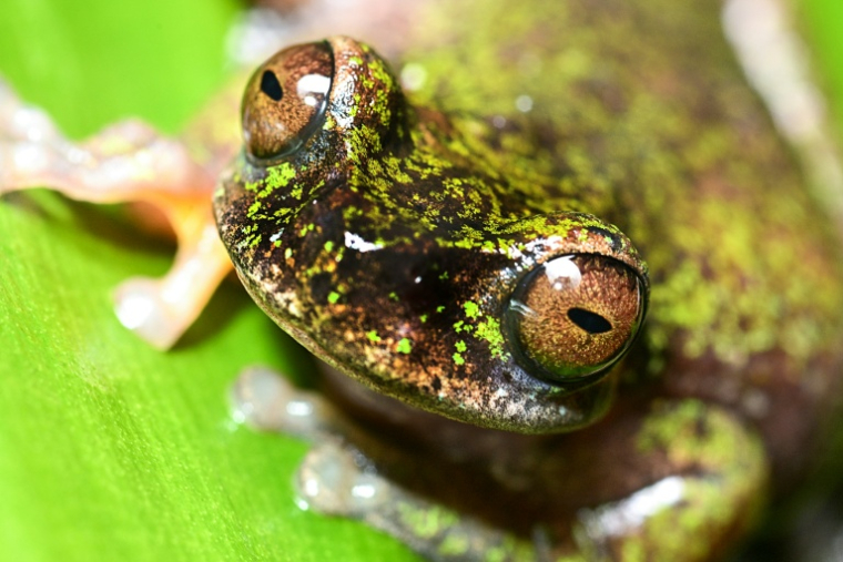 Une nouvelle espèce de grenouille découverte au Costa Rica, connue sous le nom de "grenouille des sources" (Isthmohyla nacientes), à San José, Costa Rica, le 6 août 2026 ( AFP / Ezequiel BECERRA )