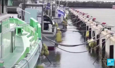 Le rejet des eaux de Fukushima inquiète, les poissons japonais bientôt bannis par les pays voisins ?