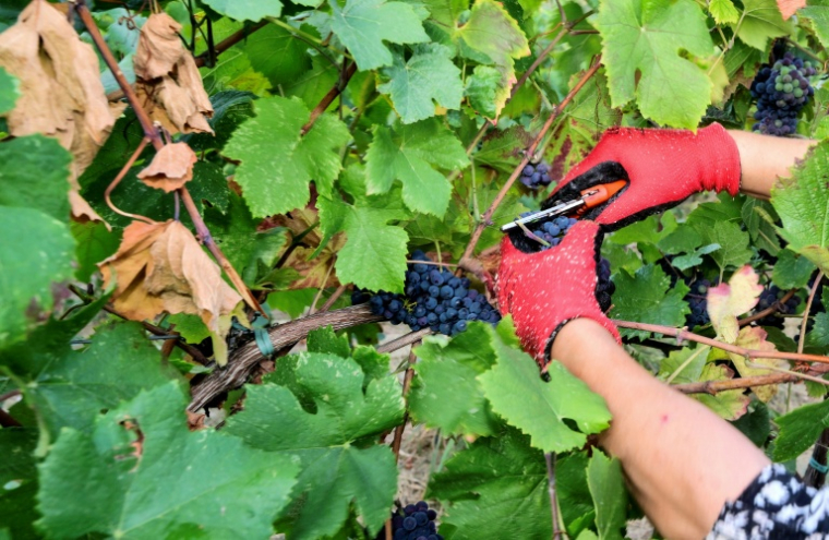 Un ouvrier agricole vendange des raisins de Pinot Noir dans les vignobles du domaine Defilippi - i Gessi, dans le petit village d’Oliva Gessi, situé sur les collines verdoyantes de l’Oltrepò Pavese, dans le nord de l’Italie, le 30 juillet 2026 ( AFP / Stefano RELLANDINI )