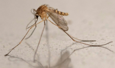 Un moustique Culex pipiens à Montreuil, en Seine-Saint-Denis le 12 août 2025 ( AFP / Martin LELIEVRE )