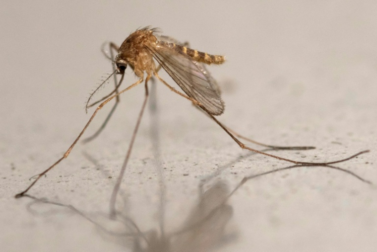 Un moustique Culex pipiens à Montreuil, en Seine-Saint-Denis le 12 août 2025 ( AFP / Martin LELIEVRE )