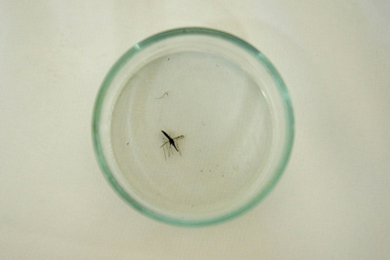 Transmis par le moustique anophèle, le paludisme circule à nouveau à Mayotte dans certaines localités comme Chirongui, Bandrélé et Dembéni ( AFP / Luis ROBAYO )