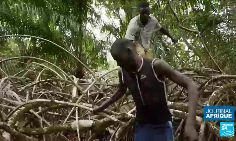 Les mangroves du Gabon menacées par des projets immobiliers
