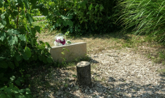 Le tronc d'un olivier avattu devant la stèle rendant hommage à Ilan Halimi, le 15 août 2025 à Epinay-sur-Seine, en Seine-Saint-Denis ( AFP / Dimitar DILKOFF )