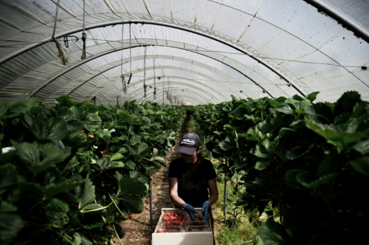 Un employé du producteur Alpes-Coccinelle récolte des fraises à Ville-sous-Anjou, en Isère le 21 mai 2026 ( AFP / Jeff PACHOUD )