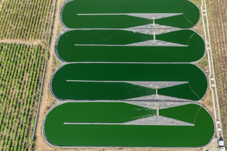 Vue aérienne de la station d'épuration des eaux de la coopérative agricole Sahyadri Farms, le 20 janvier 2026 à Nashik, dans l'Etat du Maharashtra, en Inde ( AFP / Punit PARANJPE )