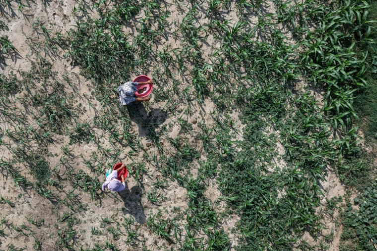 Des agriculteurs utilisent des biofertilisants dans un champ le 9 juin 2026 à Bichpuri, en Inde  ( AFP / Arun SANKAR )