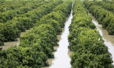 Un champ de citronniers submergé lors d'inondations exceptionnelles dans la zone de Sidi Kacem, dans le nord-ouest du Maroc. Photo du 5 février. ( AFP / - )