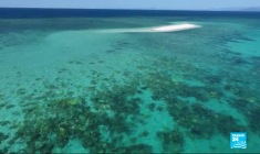 Réchauffement climatique : la Grande Barrière de corail meurt à petit feu