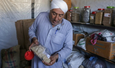 Salem Muhanna, qui gère la banque de semences Al Qarara avec le soutien du Comité international de la Croix-Rouge (CICR), présente des graines de niébé à Deir el-Balah, dans le centre de la bande de Gaza, le 11 août 2026 ( AFP / Bashar Taleb )