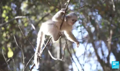 En Chine, les forêts du Yunnan sont un paradis pour la biodiversité