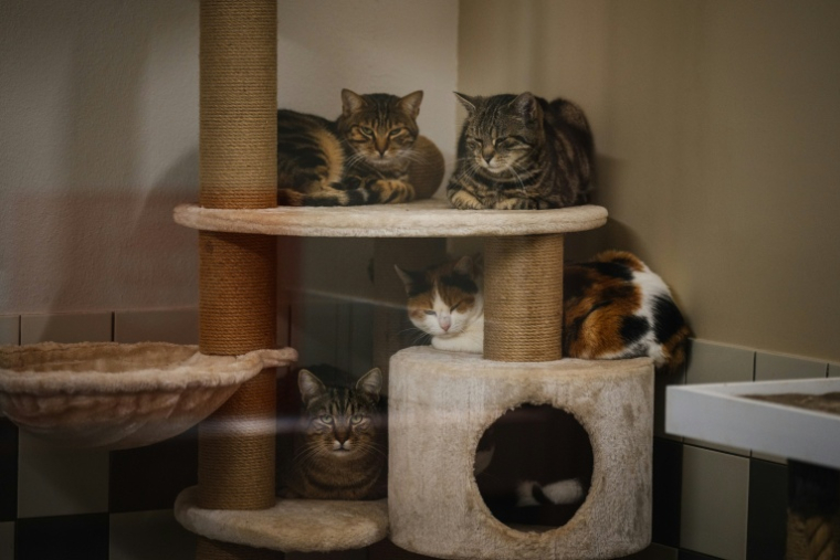 Des chats attendent d'être adoptés dans un refuge de la SPA, à Gennevilliers, près de Paris, le 7 novembre 2024 ( AFP / Dimitar DILKOFF )