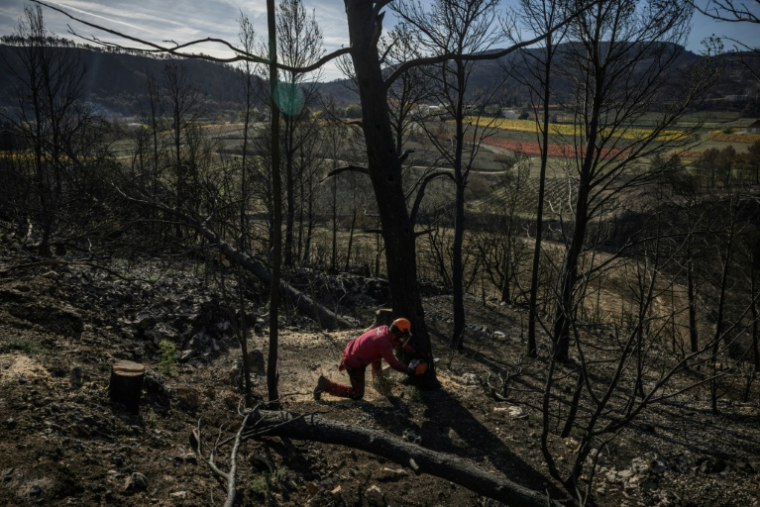 Un agent de l'ONF coupe des arbres tombés dans une zone forestière détruite par les incendies, à Coustouge, dans l'Aude, le 19 novembre 2025 ( AFP / Ed JONES )