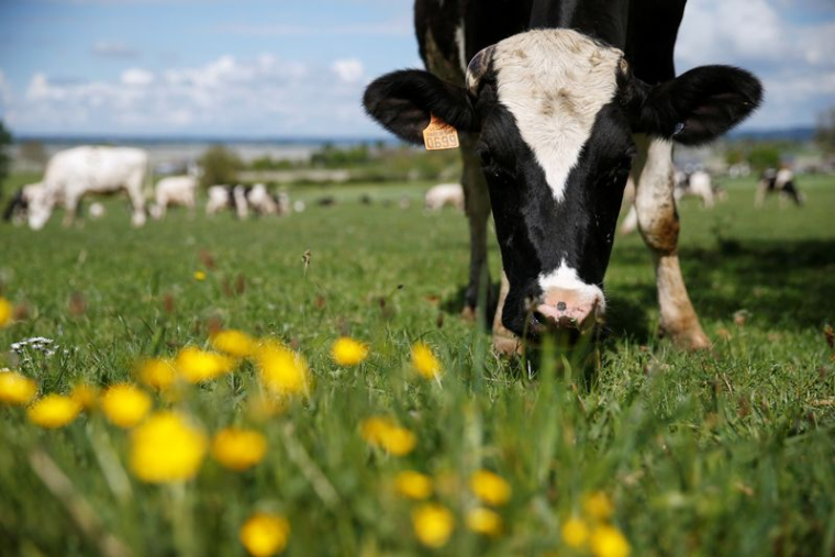 LE JAPON LÈVE LES DERNIÈRES RESTRICTIONS SUR LES EXPORTATIONS DE BOEUF FRANÇAIS