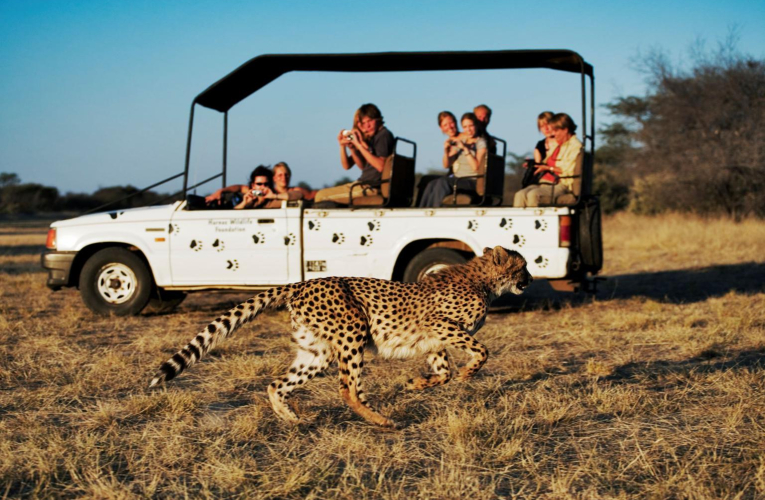 La Tanzanie est une destination de rêve pour les amoureux d’animaux sauvages. ( crédit photo : Getty Images )