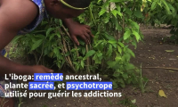 L'iboga, plante sacrée au Gabon et remède ancestral convoité