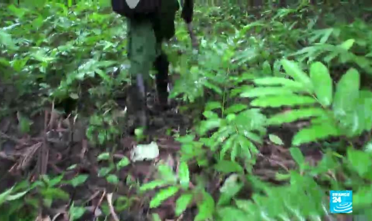 En Sierra Leone, la découverte d'un nouveau café suscite de nombreux espoirs
