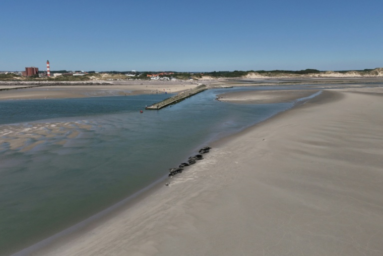 Vue aérienne de phoques à Berck-sur-Mer, dans le Pas-de-Calais, le 26 mai 2026 ( AFP / Pierre BEAUVILLAIN )