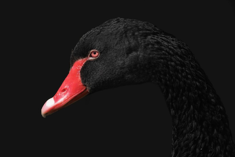 Nous sommes bien face à un «cygne noir», un évènement très peu probable et totalement imprévisible, qui peut avoir des répercussions dramatiques sur les sphères réelle et financière. (Crédits photo : Adobe Stock)