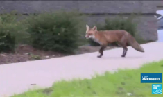 Zelenski s'est adressé à l'ONU : il appelle à l'exclusion de la Russie du conseil de sécurité