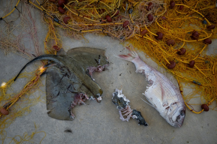 Un pagre commun et une raie à moitié dévorés par un poisson-ballon, à Ierapetra, en Crète, le 3 juin 2026 ( AFP / Angelos TZORTZINIS )