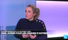 Orques du Marineland d’Antibes : les ONG plaident pour leur transfert dans un sanctuaire marin