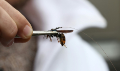 Un frelon asiatique équipé d'un émetteur, à Ballersdorf (Haut-Rhin), le 6 novembre 2025. Le dispositif doit permettre de retrouver le nid auquel appartient cet insecte nuisible, prédateur des abeilles. ( AFP / FREDERICK FLORIN )