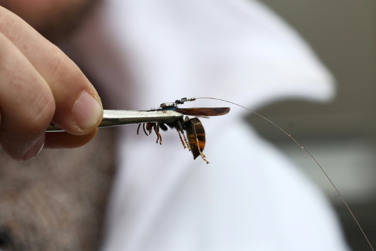 Un frelon asiatique équipé d'un émetteur, à Ballersdorf (Haut-Rhin), le 6 novembre 2025. Le dispositif doit permettre de retrouver le nid auquel appartient cet insecte nuisible, prédateur des abeilles. ( AFP / FREDERICK FLORIN )