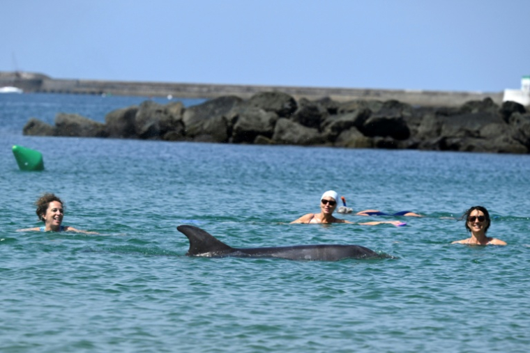 Une dauphine nage à proximité de baigneuses dans la baie de Saint-Jean-de-Luz, dans les Pyrénées-Atlantiques, le 24 avril 2026  ( AFP / Gaizka IROZ )