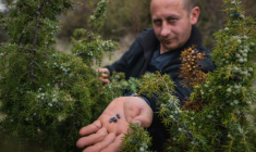 Slobodan Velickovic inspecte les baies de genièvre sur des buissons dispersés dans les collines près de Vranje, dans le sud de la Serbie, le 15 avril 2026 ( AFP / Andrej ISAKOVIC )