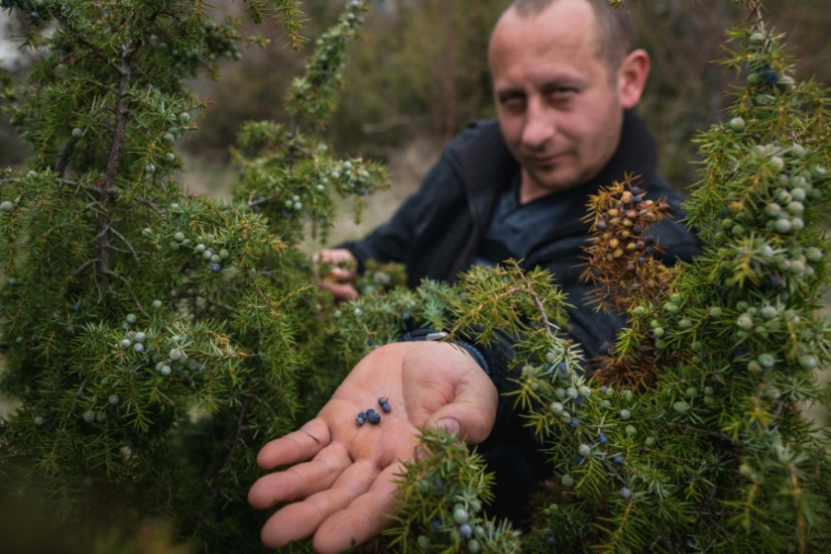 Slobodan Velickovic inspecte les baies de genièvre sur des buissons dispersés dans les collines près de Vranje, dans le sud de la Serbie, le 15 avril 2026 ( AFP / Andrej ISAKOVIC )
