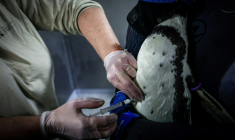 Un manchot de Humboldt vacciné contre la grippe aviaire au parc zoologique de Paris, le 2 décembre 2025 ( AFP / STEPHANE DE SAKUTIN )