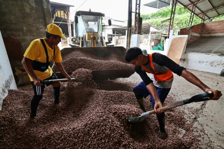 Des ouvriers ramassent des fèves de cacao dans une cour de séchage à Guayaquil, en Equateur, le 20 mai 2025 ( AFP / MARCOS PIN )