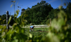 Un ouvrier agricole récolte des salades au domaine viticole Château Le Parvis de Dom Tapiau, à Camblanes-et-Meynac, le 7 mai 2026 ( AFP / Christophe ARCHAMBAULT )