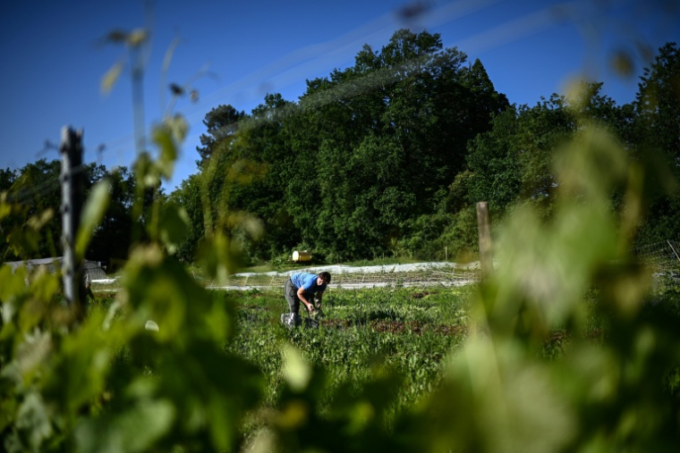 Un ouvrier agricole récolte des salades au domaine viticole Château Le Parvis de Dom Tapiau, à Camblanes-et-Meynac, le 7 mai 2026 ( AFP / Christophe ARCHAMBAULT )