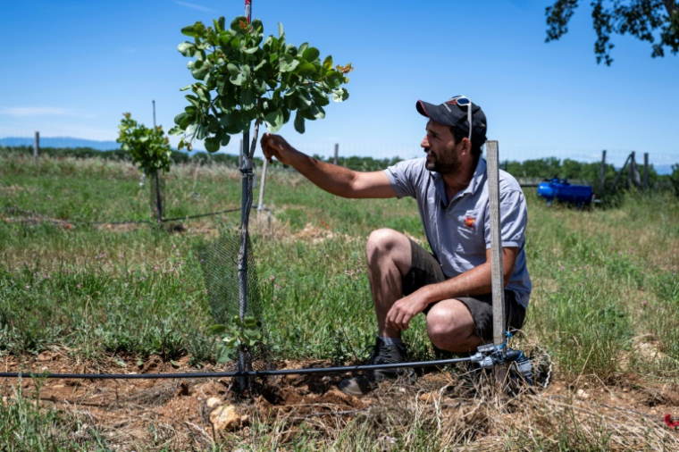 Denis Vernet, un agriculteur, observe un jeune pistachier équipé d'un système d'irrigation goutte-à-goutte en surface pouvant être géré à distance à l'aide d'un smartphone, le 3 juin 2026 à  Montagnac-Montpezat (Alpes-de-Haute-Provence) ( AFP / MIGUEL MEDINA )