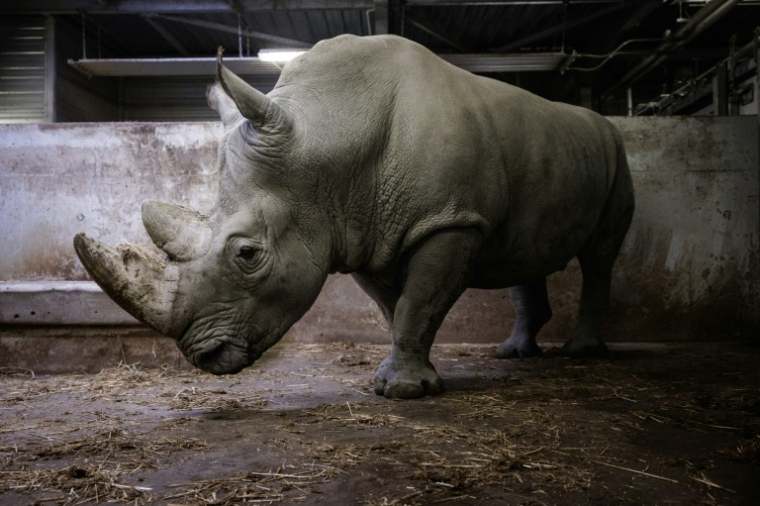 Le rhinocéros blanc Wami dans son enclos au Parc zoologique de Paris, le 20 octobre 2026 ( AFP / Simon WOHLFAHRT )