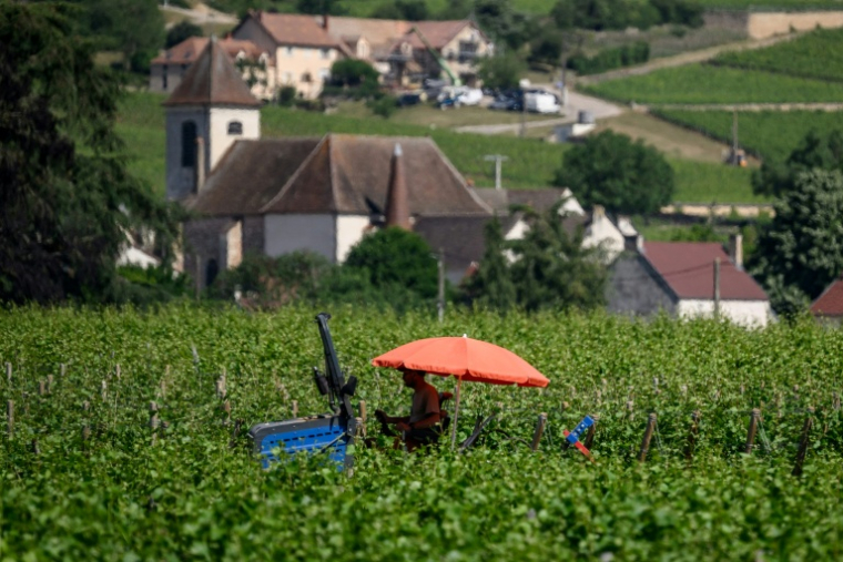 AUn vigneron protégé du soleil sous un parasol travaille dans les vignes de Bourgogne, à Gevrey-Chambertin, le 28 mai 2026 en Côte d'Or, pendant une vague de chaleur en France ( AFP / ARNAUD FINISTRE )