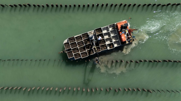 Photographie aérienne montrant des mytiliculteurs qui travaillent entre des pieux à moules dans la Manche, au sein de l'exploitation Maine père & fils, au large de Bricqueville-sur-Mer, le 13 septembre 2026 ( AFP / Guillaume SALIGOT )