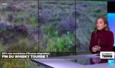 La disparition des tourbières menace le whisky écossais