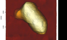 Image non datée obtenue par microscopie à force atomique et publiée par Cell Press, le 6 mars 2026, montrant un virus de la stomatite vésiculaire (VSV) avec un deltavirus (protrusion) ( Cell Press / Handout )