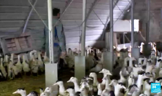 La grippe aviaire, nouvelle pandémie humaine ?