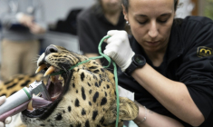 Baruto, une panthère de l'Amour mâle âgé de 14 ans, est anesthésié pour un prélèvement de sperme au zoo de Mulhouse, le 9 octobre 2025 dans le Haut-Rhin ( AFP / ROMEO BOETZLE )