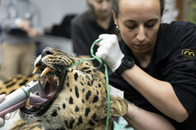 Baruto, une panthère de l'Amour mâle âgé de 14 ans, est anesthésié pour un prélèvement de sperme au zoo de Mulhouse, le 9 octobre 2025 dans le Haut-Rhin ( AFP / ROMEO BOETZLE )