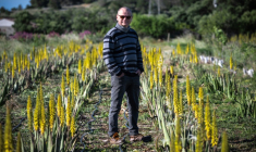 Laurent Maynadier, viticulteur à Fitou, dans l'Aude, qui a diversifié ses cultures, pose le 6 mai 2025 dans un champ d'aloe vera, plante peu gourmande en eau ( AFP / Lionel BONAVENTURE )