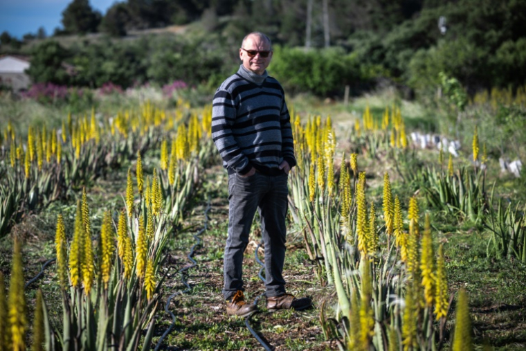 Laurent Maynadier, viticulteur à Fitou, dans l'Aude, qui a diversifié ses cultures, pose le 6 mai 2025 dans un champ d'aloe vera, plante peu gourmande en eau ( AFP / Lionel BONAVENTURE )