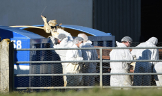 Des canards abattus en raison de l'épidémie de grippe aviaire dans une ferme de Lohitzun-Oyhercq, dans le sud-ouest de la France, le 27 janvier 2022.  ( AFP / GAIZKA IROZ )
