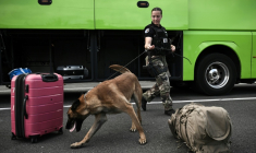 Une gendarme dirige son malinois pour détecter l'éventuelle présence de stupéfiants dans des bagages lors d'un contrôle à Sainte-Colombe-en-Bruilhois, près d'Agen, le 3 août 2024  ( AFP / Philippe Lopez )