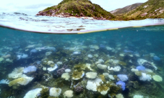 Photo d'archive de la Grande Barrière de corail prise le 5 avril 2024 sur la côte de l'île Lizard  ( AFP / DAVID GRAY )
